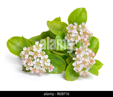 Aronia melanocarpa, genannt der schwarze Apfelbeere. Blumen isoliert auf weißem ackground. Stockfoto