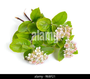 Aronia melanocarpa, genannt der schwarze Apfelbeere. Blumen isoliert auf weißem ackground. Stockfoto