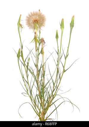 Tragopogon, auch als goatsbeard oder schwarzwurzeln bekannt. Auf weissem Hintergrund. Stockfoto