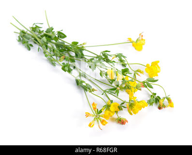 Medicago falcata seinen Gemeinsamen Namen gehören gelbe Luzern, Sichel Alfalfa, gelb-blühenden Luzerne, Alfalfa, Sichel medick Gelb und Gelb medick. Ist Stockfoto