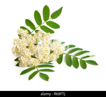 Sorbus aucuparia Blumen auf weißem Hintergrund Stockfoto