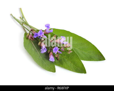 Salvia officinalis, Salbei oder kulinarische Salbei. Auf wh Isoliert Stockfoto