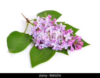 Syringa oder violetten Blüten. Auf weissem Hintergrund. Stockfoto