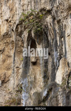 Feigenbaum wächst auf vertikalen Kalksteinfelsen, Schlucht von Lumbier, Spanien. Stockfoto