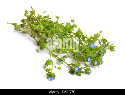 Veronica filiformis. Es wird von vielen gemeinsamen Namen, einschließlich bekannt Stockfoto