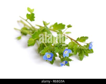 Veronica filiformis. Es wird von vielen gemeinsamen Namen, einschließlich bekannt Stockfoto