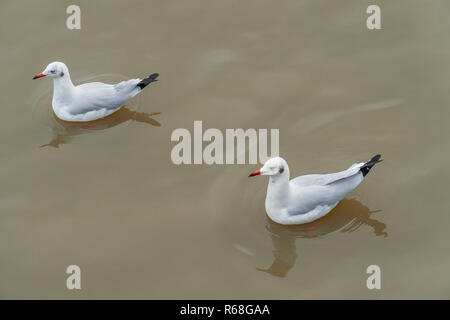 Zwei Möwe schwimmt auf dem Wasser Stockfoto