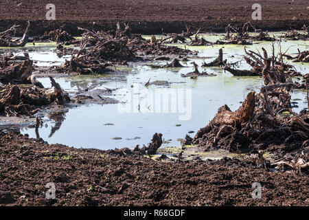 Alter Baum Wurzeln im Wasser in einem zerstörten Moor, Torf Extraktion in Niedersachsen, Deutschland, ausgewählte konzentrieren Stockfoto