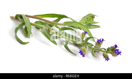 Anchusa officinalis, allgemein bekannt als die gemeinsame bugloss oder Alk Stockfoto