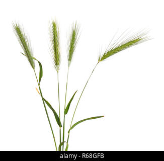Hordeum murinum, die gemeinhin als Wand oder false Gerste Gerste bekannt. Stockfoto