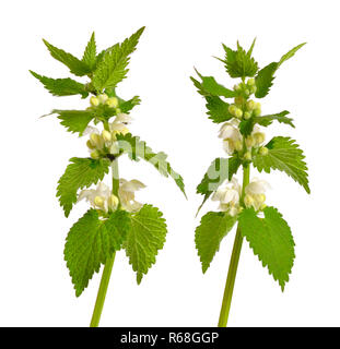 Lamium Album, weiße Nessel oder weißen Toten-Brennnessel genannt. Stockfoto