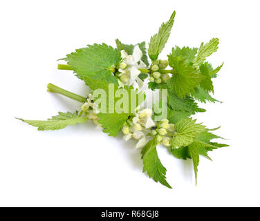 Lamium Album, weiße Nessel oder weißen Toten-Brennnessel genannt. Stockfoto