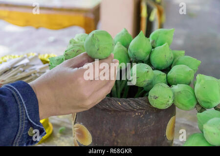 Von Hand gepflückt Green Lotus in die Vase für den Gottesdienst im Budfhism. Stockfoto