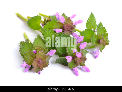 Lamium purpureum, bekannt als "Red Dead - Brennnessel, Lila tot - Brennnessel, Stockfoto