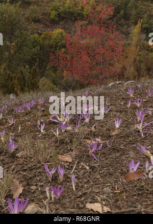 Pyrenäen Merendera, Colchicum montanum, in Blüte im Herbst im Binies Schlucht, Montpelier Ahorn darüber hinaus; Spanischen Pyrenäen. Stockfoto