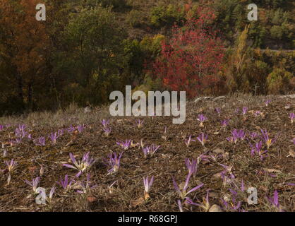 Pyrenäen Merendera, Colchicum montanum, in Blüte im Herbst im Binies Schlucht, Montpelier Ahorn darüber hinaus; Spanischen Pyrenäen. Stockfoto
