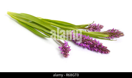 Dactylorhiza majalis, Western marsh Orchidee, Breitblättrigen Marsh o Stockfoto