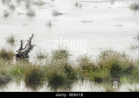 Bog, Landschaft im Morgennebel mit Hase - Schwanz Wollgras (Eriophorum vaginatum) und einen alten Wurzel im Wasser, Kopieren, ausgewählte konzentrieren Stockfoto