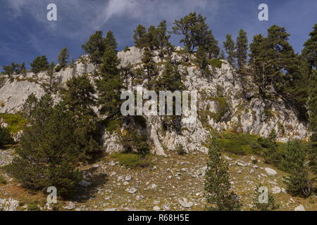 Alten Kiefern, Pinus mugo Subsp uncinata auf Kalkstein auf dem Col de La Pierre St Martin, die Pyrenäen. Spanien Stockfoto