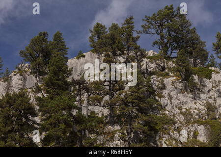 Alten Kiefern, Pinus mugo Subsp uncinata auf Kalkstein auf dem Col de La Pierre St Martin, die Pyrenäen. Spanien Stockfoto