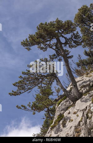 Alten Kiefern, Pinus mugo Subsp uncinata auf Kalkstein auf dem Col de La Pierre St Martin, die Pyrenäen. Spanien Stockfoto