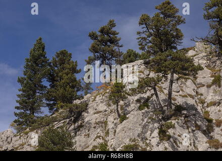 Alten Kiefern, Pinus mugo Subsp uncinata auf Kalkstein auf dem Col de La Pierre St Martin, die Pyrenäen. Spanien Stockfoto