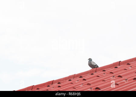 Eine taube steht auf roten Ziegeldach Stockfoto