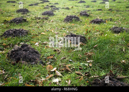 Viele Maulwurfshügel und alten Blätter in das Gras auf der Wiese, Garten Konzept mit Kopie Raum, ausgewählte konzentrieren, enge Tiefenschärfe Stockfoto