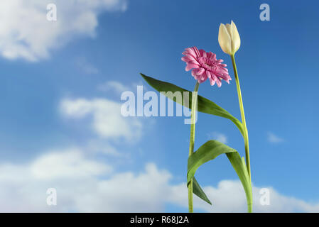 Tanzende Blumen, eine weiße Tulpen und ein Rosa Gerbera zusammen tanzen auf einem Frühling oder Sommer Party, in Europa 1. Mai Urlaub Konzept, blauer Himmel mit Clou Stockfoto