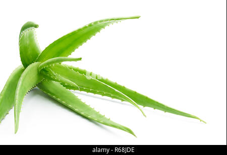 Aloe Vera Pflanze isoliert auf weißem Hintergrund Stockfoto