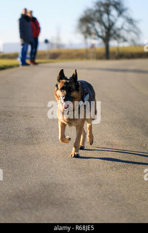 Deutscher Schäferhund Hund läuft auf die Straße in Richtung Kamera, Deutschland Stockfoto