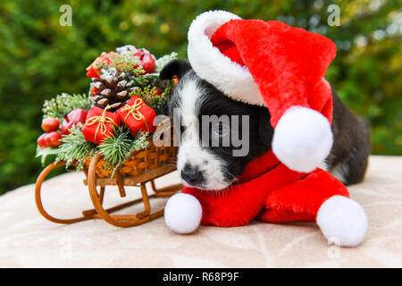 Lustige Welsh Corgi Pembroke Welpen in santa hut auf Weihnachten mit neuen Jahr Schlitten mit Geschenken Stockfoto