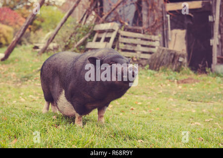 Lustig schwarz ein Schwein im Hof Stockfoto
