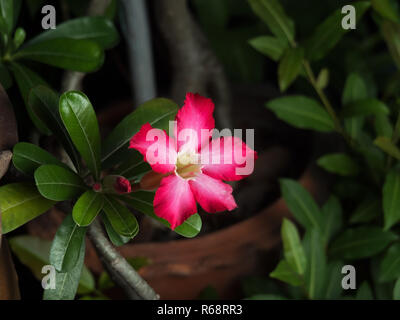 Closeup Plumeria Flower mit Knospen und grüne Blätter isoliert auf Natur Hintergrund Stockfoto