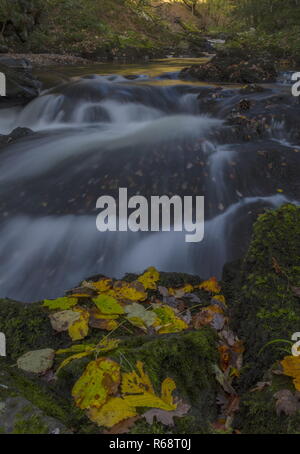 Der Osten Flusses Lyn im Herbst, über Watersmeet, Exmoor, Devon. Stockfoto