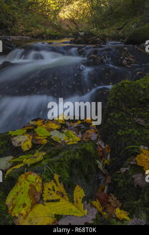 Der Osten Flusses Lyn im Herbst, über Watersmeet, Exmoor, Devon. Stockfoto