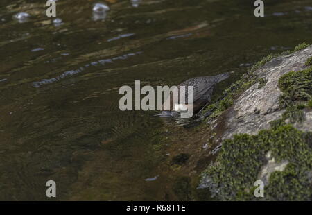 Wasseramsel Cinclus cinclus, Fütterung in schnell fliessenden Fluss im Winter, Exmoor Stockfoto