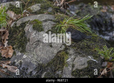 Wasseramsel Cinclus cinclus, Fütterung in schnell fliessenden Fluss im Winter, Exmoor Stockfoto