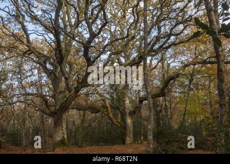 Alte pollard Eichen in Holz Weide an Slepe nr. ; Insel Purbeck Wareham, Dorset. Stockfoto