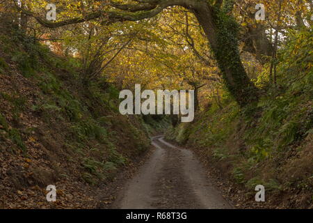 Versunkene lane am Sandy Hill Lane, Corfe Castle, im Herbst. Isle of Purbeck, Dorset. Stockfoto