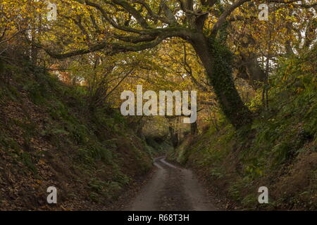 Versunkene lane am Sandy Hill Lane, Corfe Castle, im Herbst. Isle of Purbeck, Dorset. Stockfoto