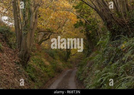 Versunkene lane am Sandy Hill Lane, Corfe Castle, im Herbst. Isle of Purbeck, Dorset. Stockfoto