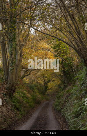 Versunkene lane am Sandy Hill Lane, Corfe Castle, im Herbst. Isle of Purbeck, Dorset. Stockfoto