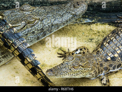 Krokodile leben in Gefangenschaft, Provinz Benguela, Catumbela, Angola Stockfoto