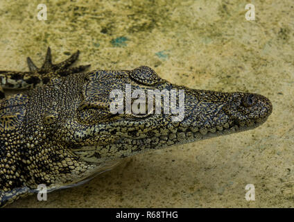 Krokodile leben in Gefangenschaft, Provinz Benguela, Catumbela, Angola Stockfoto