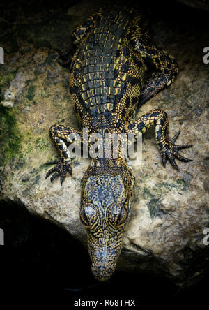 Krokodil auf einem Felsen leben in Gefangenschaft, Provinz Benguela, Catumbela, Angola Stockfoto