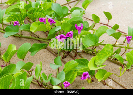 Beach Morning Glory hat viele violette Blumen am Strand. Stockfoto