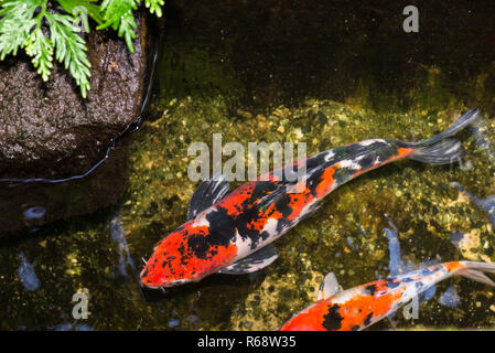 Koi Fische in einem Teich an einem sonnigen Tag Stockfoto