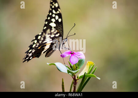 Schwarz und Weiß Schmetterling auf eine rosa Blume in der Masai Mara in Kenia Stockfoto