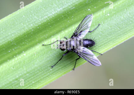 Melanomya nana, Kleine Schwarze Schmeißfliege Stockfoto